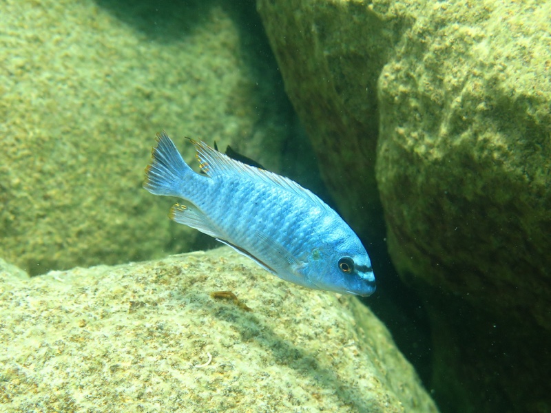 Labeotropheus fuelleborni 'Likoma Island'